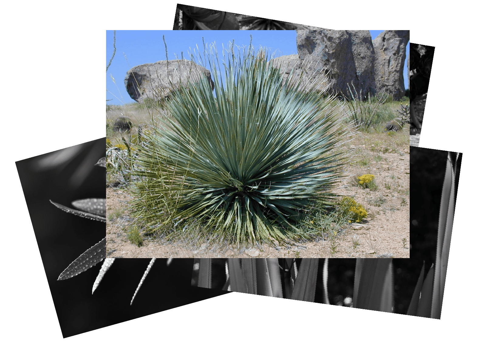 Yucca rostrata