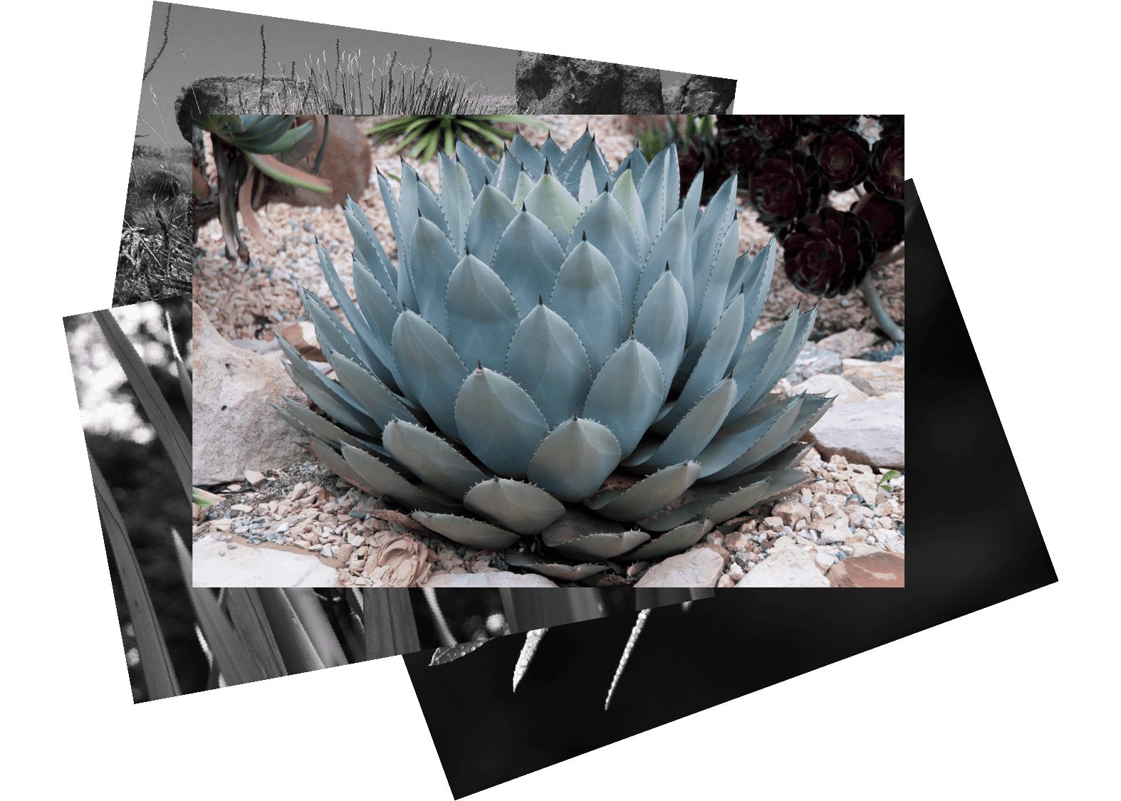 Agave parrys