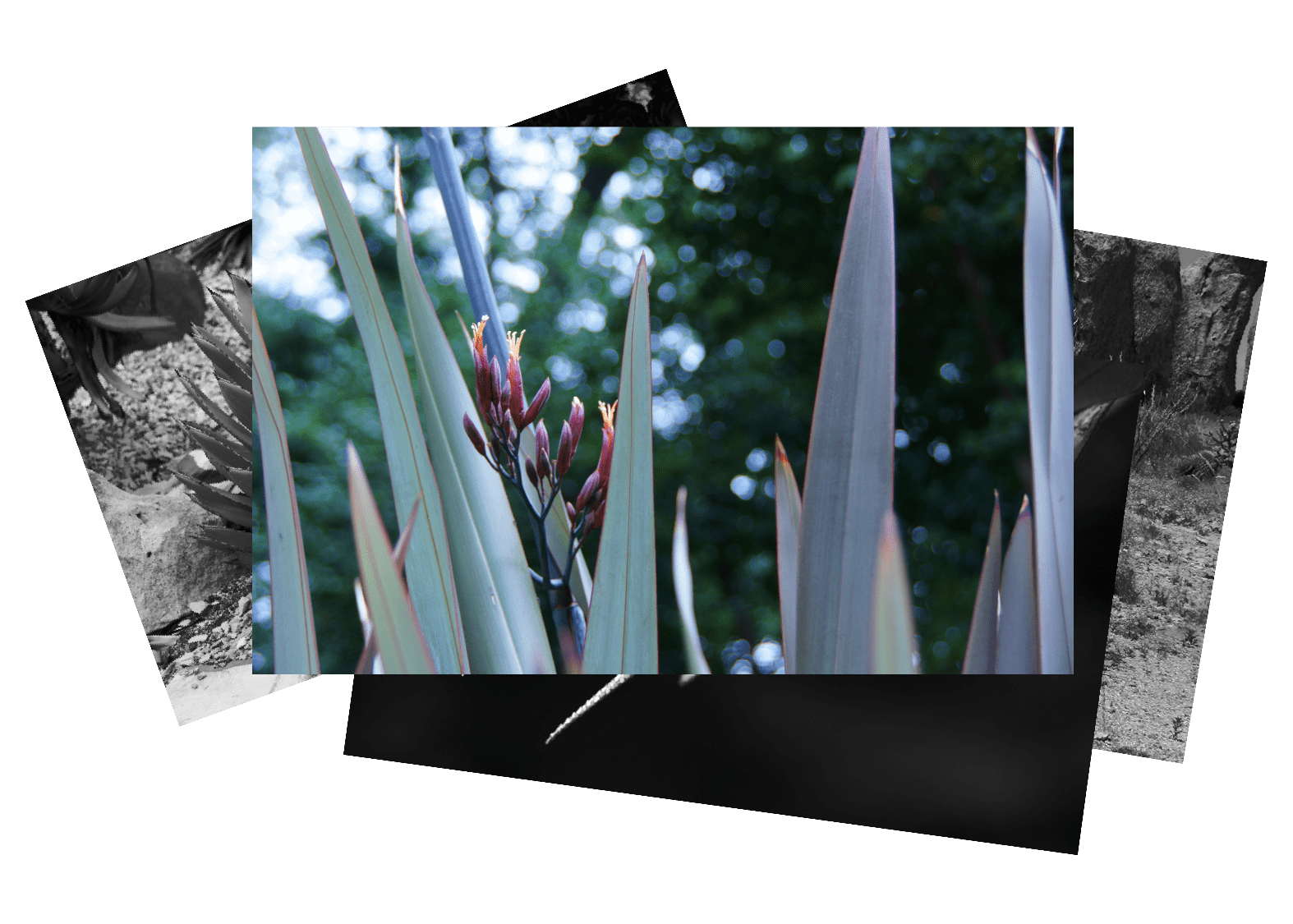 Phormium tenax